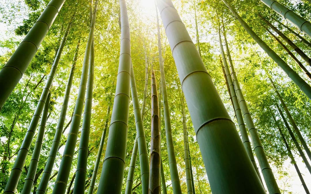 How Bamboo Farming in Japan Balances Tradition and Modernity