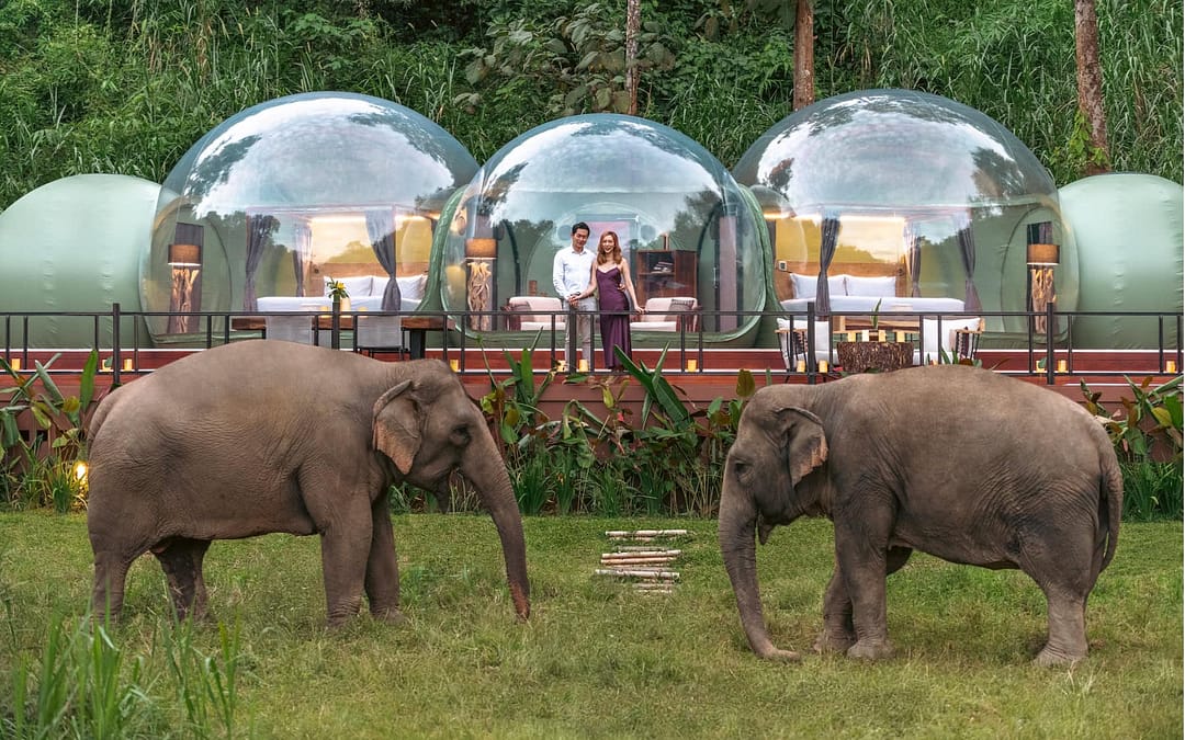 Jungle Luxury and Gentle Giants: A Golden Triangle Elephant Adventure