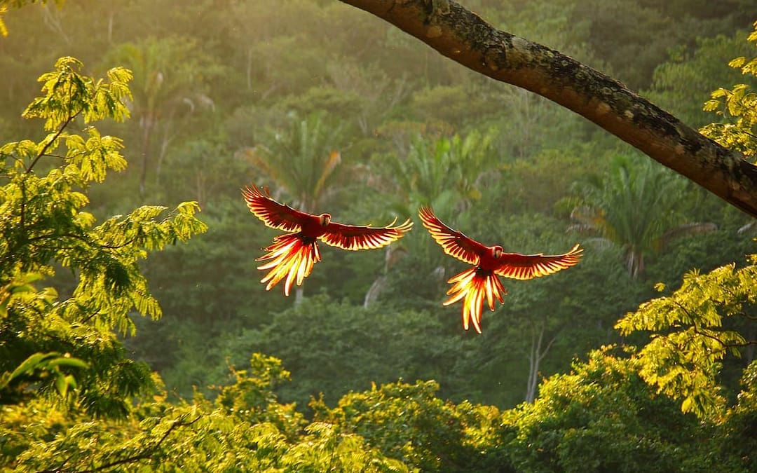 Best Time to Visit Costa Rica: Your Complete Month-by-Month Guide