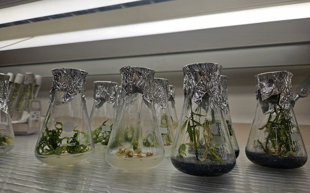 The promised land of hemp