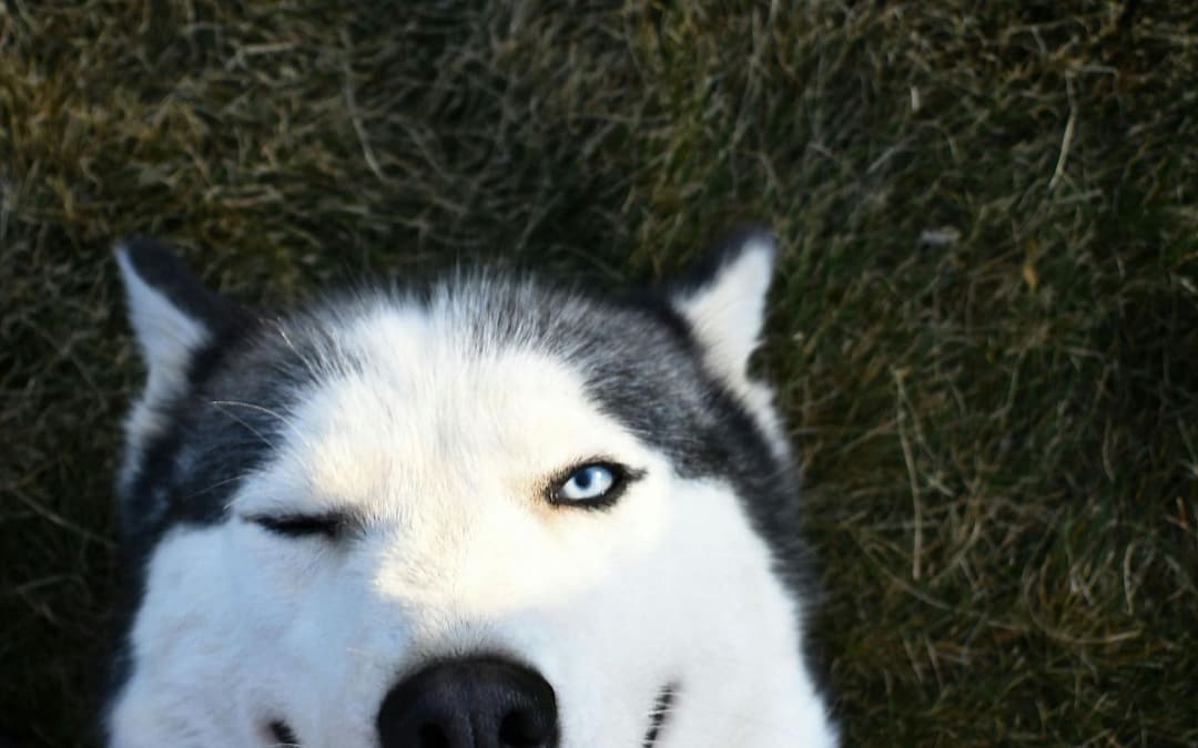 How to Train Your Dog: A Size-Appropriate Guide