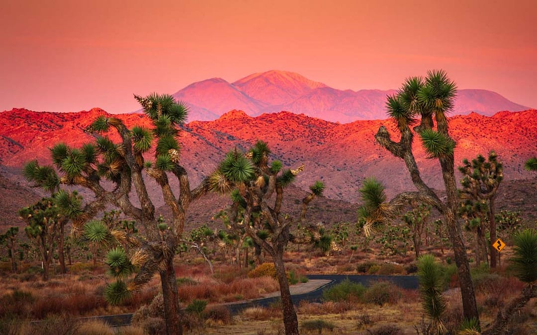 Scottsdale, Sedona, Joshua Tree, and Beyond: The Southwest Road Trip You Need to Take