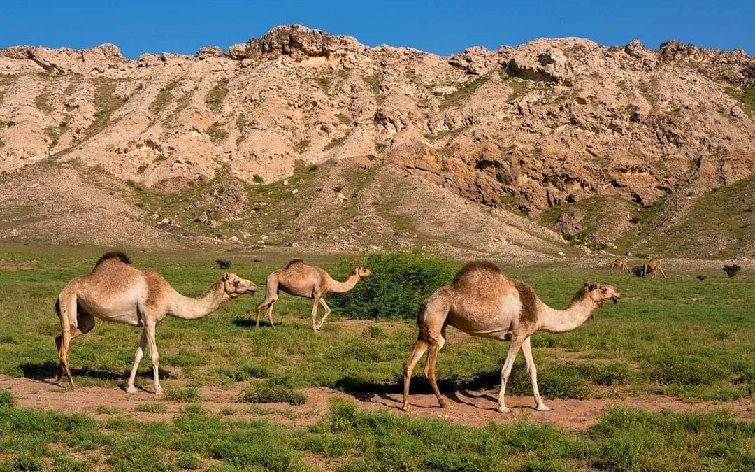 7 Must-Visit National Parks, UNESCO World Heritage Sites and Conservation Areas Around the Globe