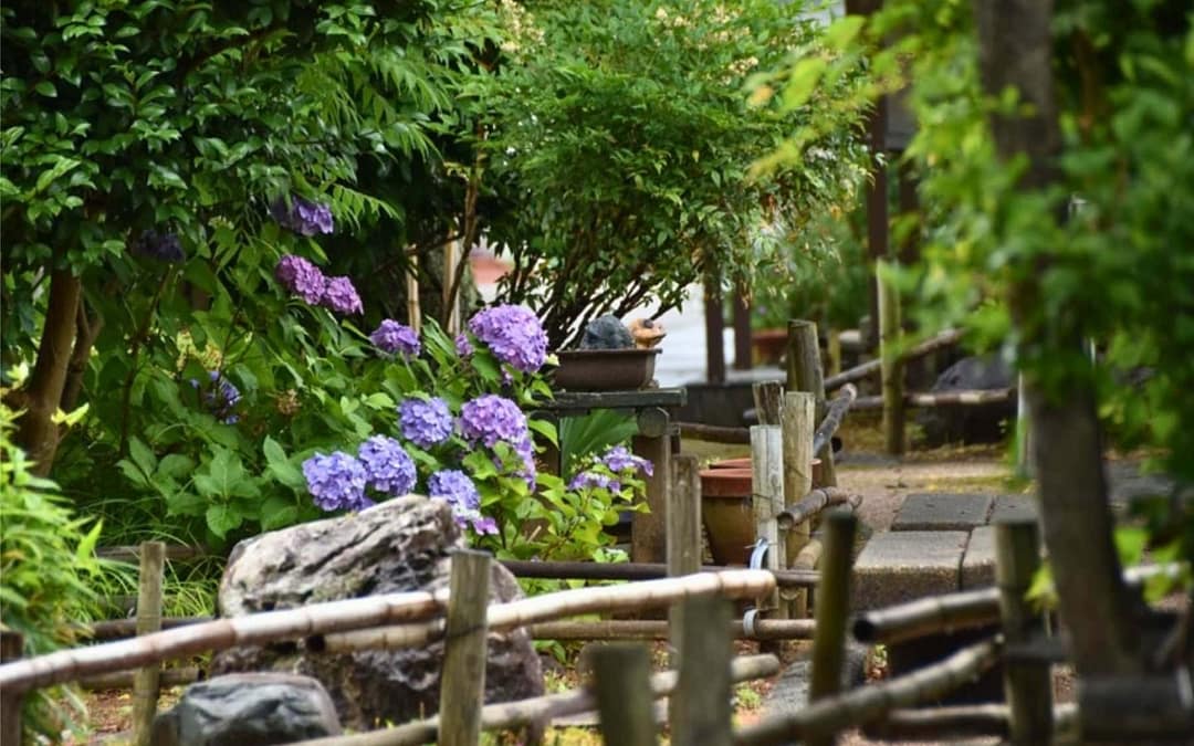 Japan in Tsuyu: Hydrangeas, Moss Gardens, and Rainy-Season Travel Tips