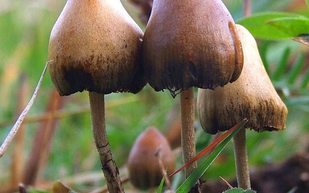“Magic Mushrooms” and the Treatment of Mental Illness