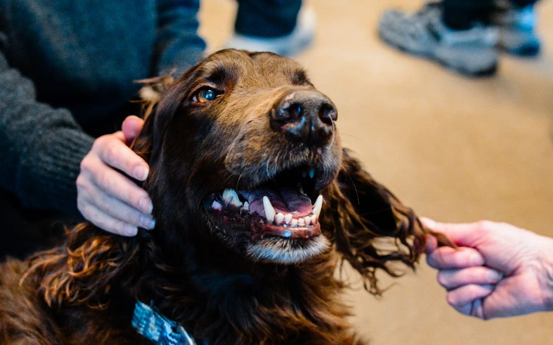 Do Dogs Enjoy Supporting Human Well-Being?