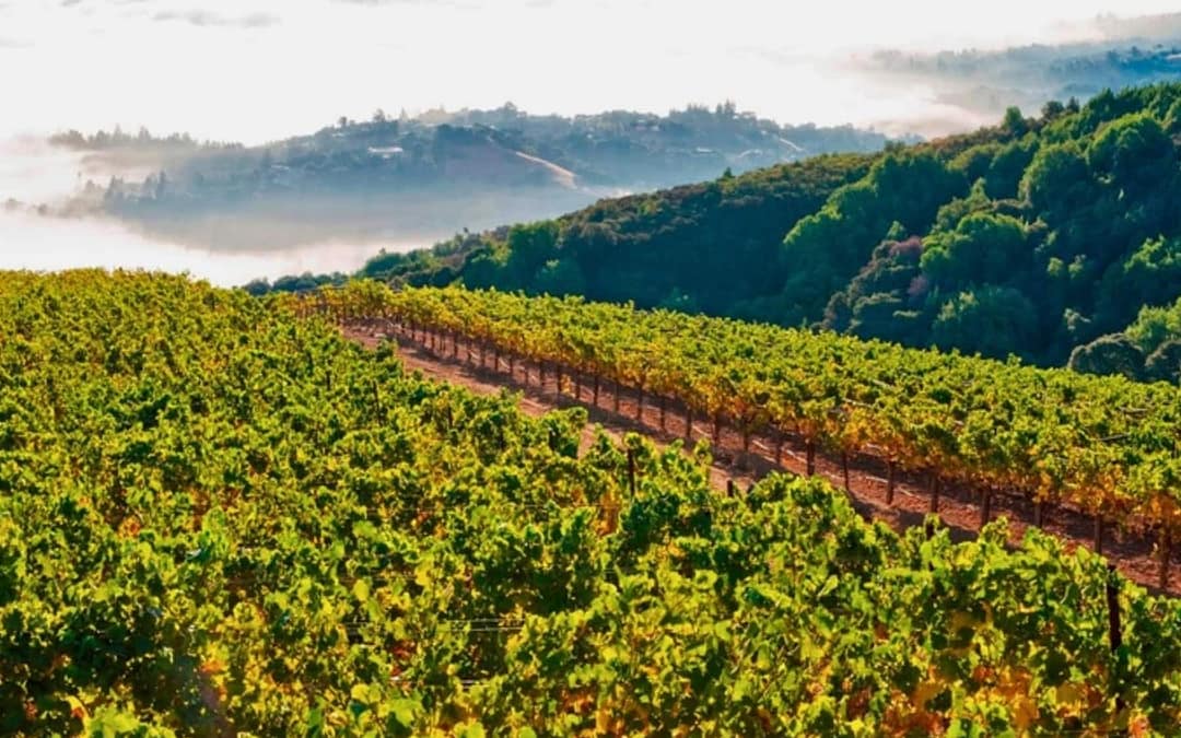 Where to Taste, Stay, and Eat in the Santa Cruz Mountains AVA