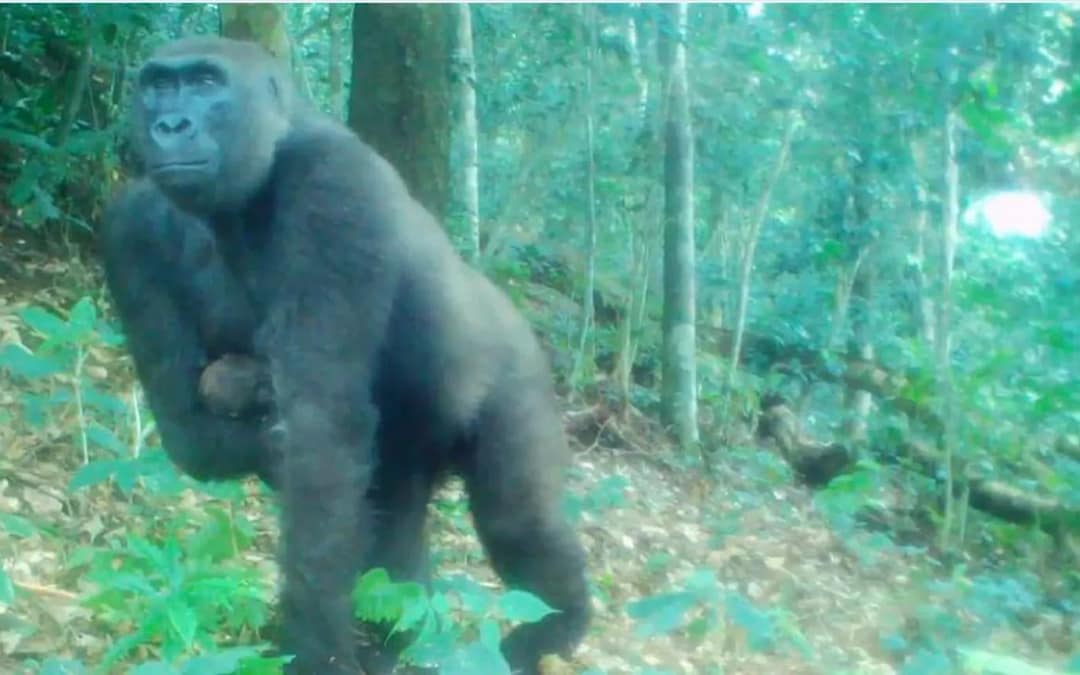 One-armed gorilla gives birth again after remarkable survival story
