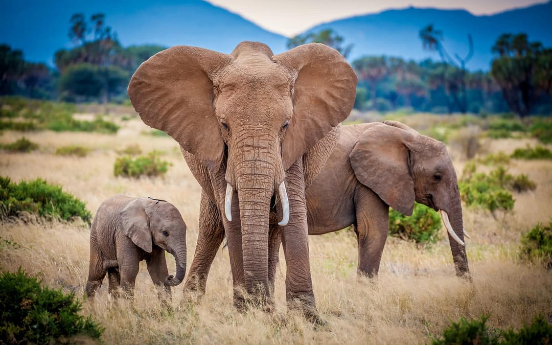 Wildlife Bucket List: 8 Encounters That Changed the Way We See the World