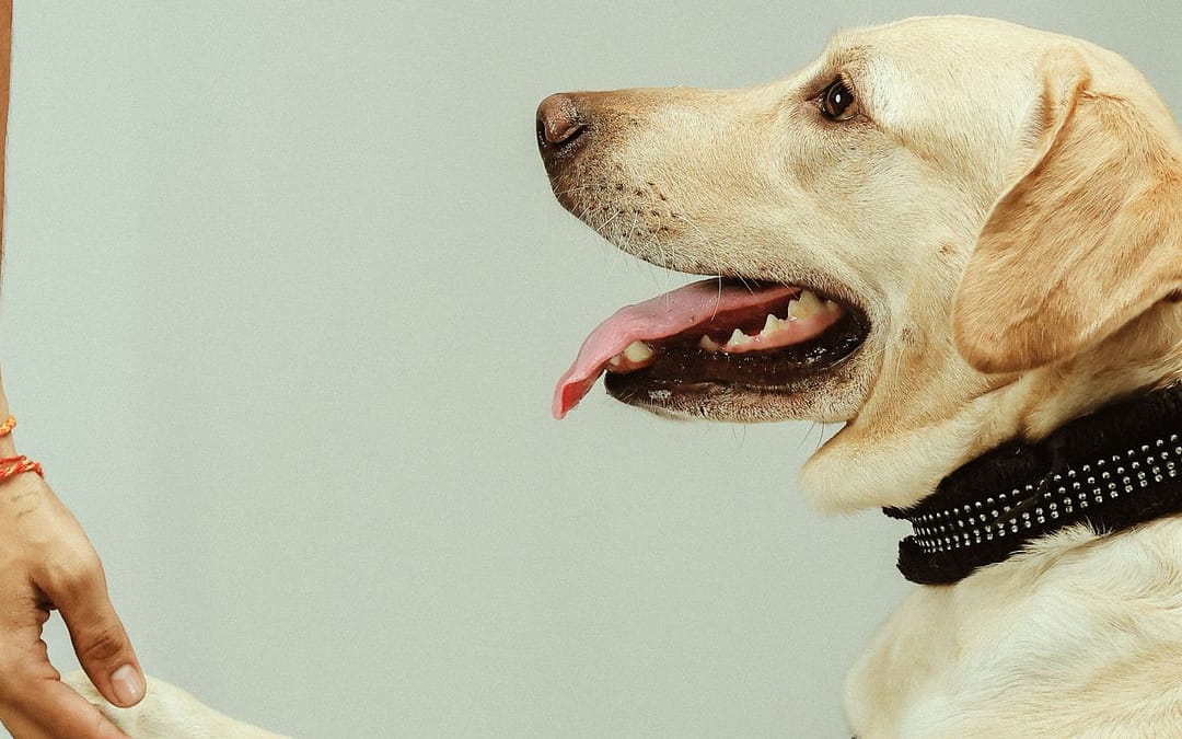 The Best Way to Determine Pawedness in Dogs