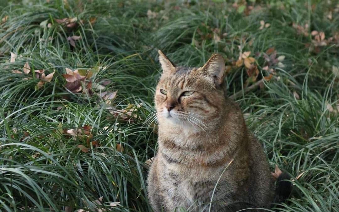 Outdoor Access May Benefit Cats, Study Shows