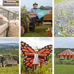 make-the-most-of-the-jam-packed-summer-at-cotswold-farm-park 