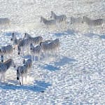 salt-pans-and-silence:-botswana’s-makgadikgadi-magic