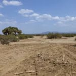 ancient-teeth-unearthed-in-ethiopia-reveal-unexpected-human-ancestor