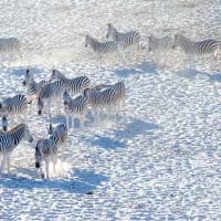 salt-pans-and-silence:-botswana’s-makgadikgadi-magic