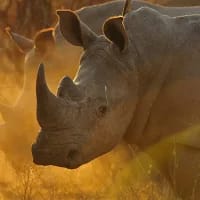 Rhino charges at Safari vehicle in close encounter