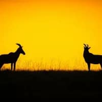 Ministry of Tourism official in Kenya emphasizes importance of wildlife when discussing climate change