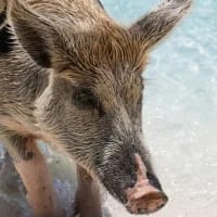 Islands with amazing animals