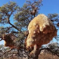 Things to do in & around Postmasburg