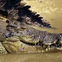 An interesting game of theft between eagle and croc