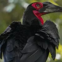 Revenge from beyond: Hungry hornbill chokes on dead snake