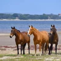 Getting to know the wild horses of South Africa