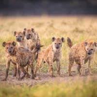 Cackle of hyenas merciful on old and blind lioness