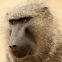 After the cruel killing of a baboon, the NSPCA seeks to educate individuals about wildlife awareness