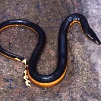 Toxic pufferfish and venomous sea snakes wash up on SA beaches