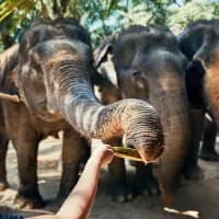 Wildlife NGOs urge Thailand to tighten elephant sanctuary rules