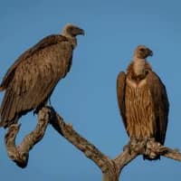Vultures add significant value to Southern Africa’s ecosystems, new report highlights