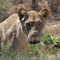 New lion genes introduced to boost genetic diversity at Addo Elephant National Park