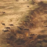 The Great Nile Migration