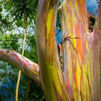 Here’s where to find trees with rainbow-coloured bark