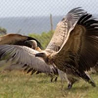 SA wildlife filmmaker scoops award for African vultures documentary