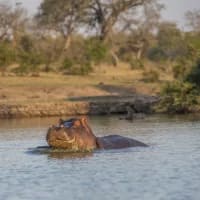 Not all heroes wear capes, some wear safari uniforms and wield garden rakes