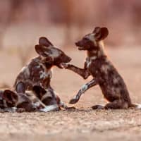 Lions discover pack of wild dog puppies moving dens