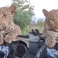 New hair-raising footage of leopard on safari vehicle surfaces