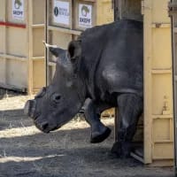 New Home for Rescued Rhinos