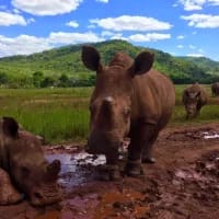 Ethical encounters at South Africa’s rescue centres