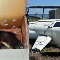 Penguin’s slip cause of Eastern Cape helicopter crash