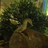 Knysna seahorses find new sanctuary amid conservation efforts