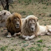 No Sanctuary: Starving lions lead to conviction of Professor