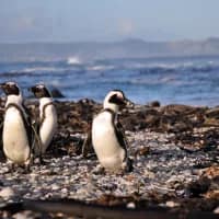 Spotlight on African penguins this World Penguin Day