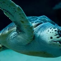 Rehabilitating Kai: How your visit to the Two Oceans Aquarium helps protect endangered turtles
