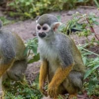 5 wild places for animal lovers to visit in Cape Town