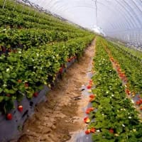 Berry season in South Africa: Where to pick your own