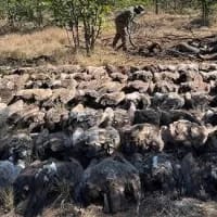 84 vultures rescued from mass poisoning in Kruger; at least 123 dead