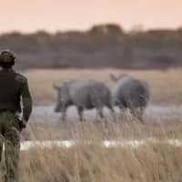 Mozambican nationals caught hunting illegally in Kruger
