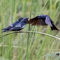 New nature reserve in KZN to protect endangered species